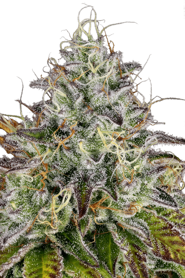 Graines - Paradise Seeds - FEM - Apricot Candy - Pack 10 — Seeds - feminized