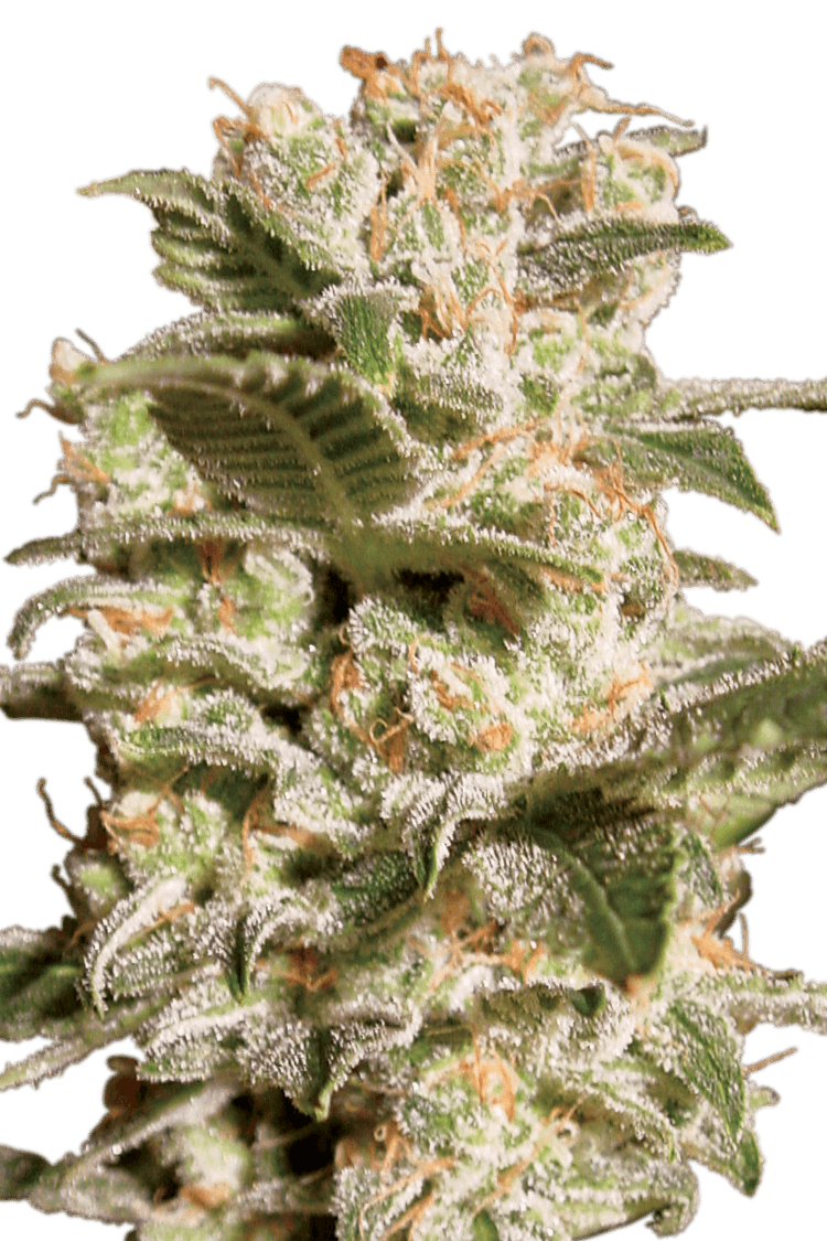 Graines - Paradise Seeds - FEM - Belladonna - Pack 5 — Seeds - feminized