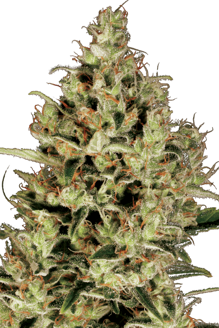 Graines - Paradise Seeds - FEM - Delahaze - Pack 10 — Seeds - feminized