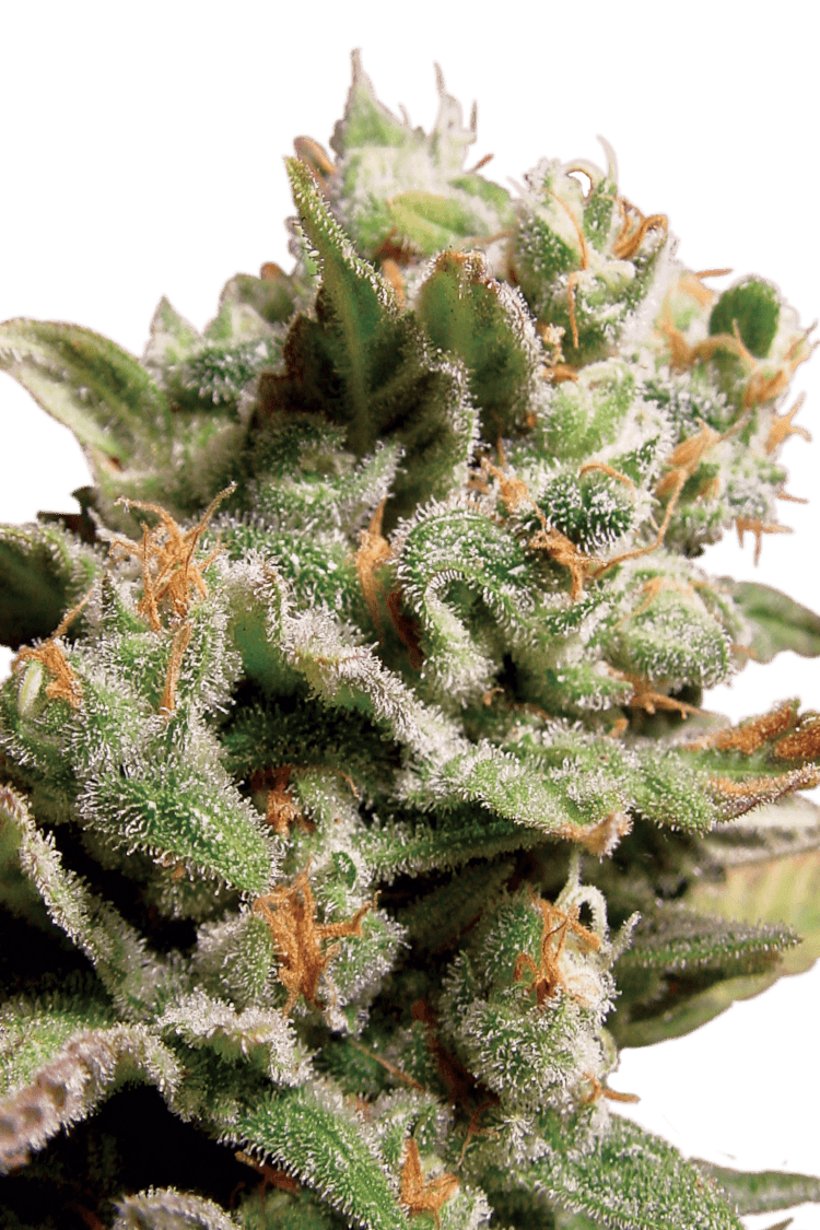 Graines - Paradise Seeds - FEM - Dutch Dragon - Pack 1 — Seeds - feminized