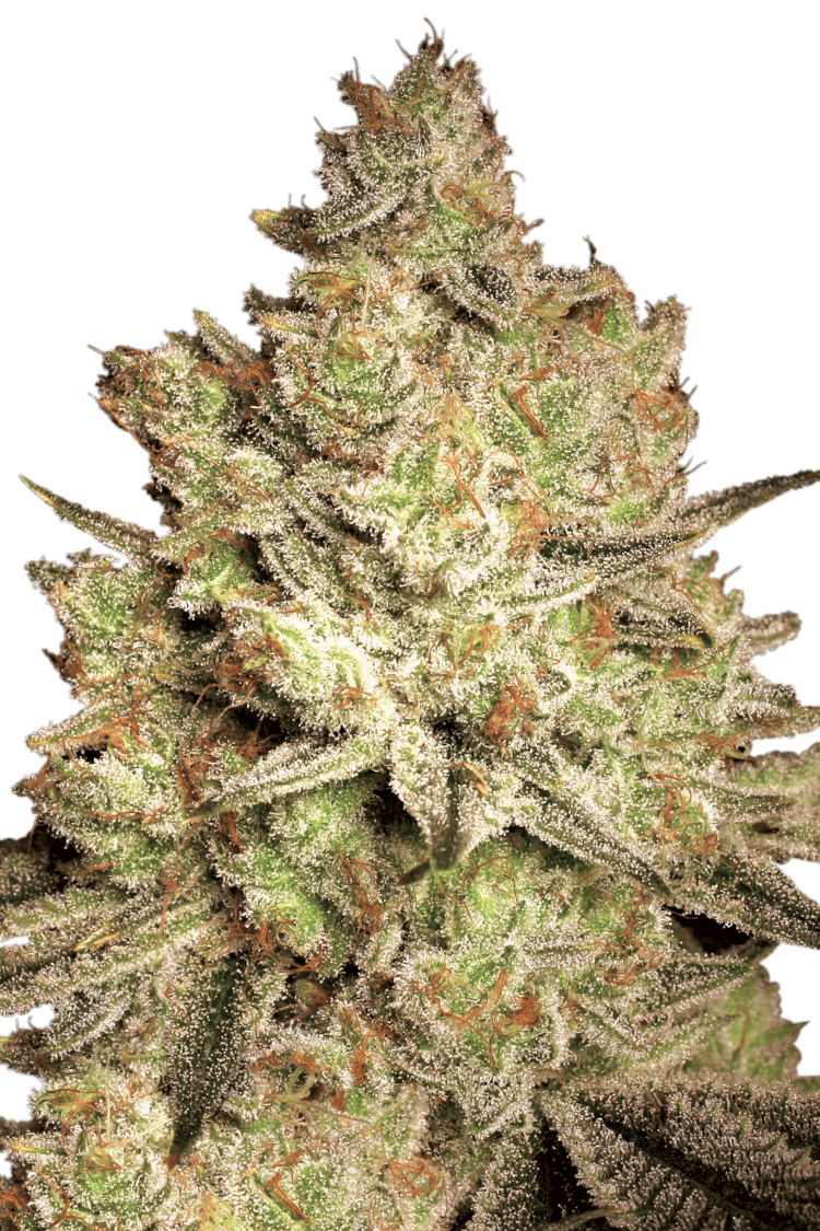 Graines - Paradise Seeds - FEM - Jacky White - Pack 10 — Seeds - feminized