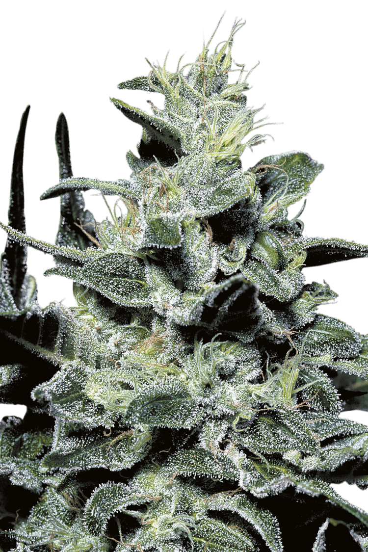 Graines - Paradise Seeds - FEM - Nebula - Pack 1 — Seeds - feminized