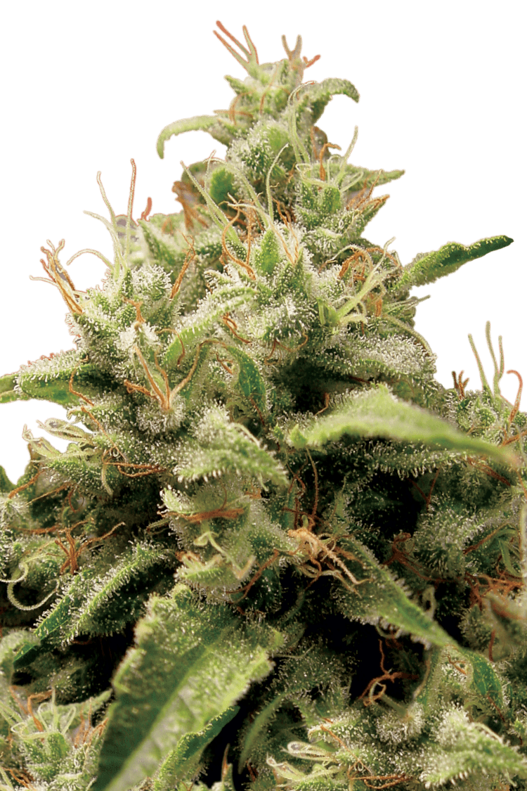 Graines - Paradise Seeds - FEM - Opium - Pack 3 — Seeds - feminized