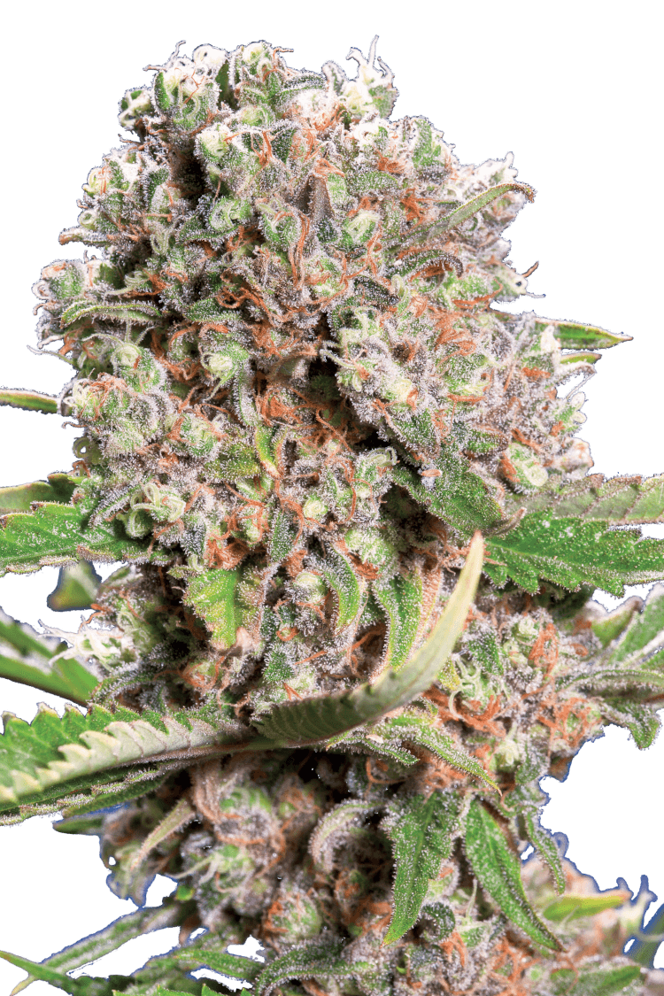 Graines - Paradise Seeds - FEM - Mendocino Skunk - Pack 3 — Seeds - feminized