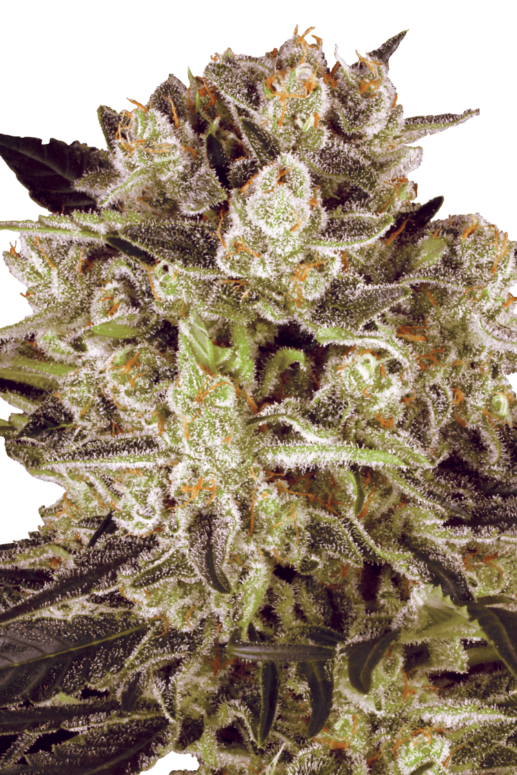Graines - Paradise Seeds - FEM CBD - Durga Mata II - Pack 10 — Seeds - feminized cbd