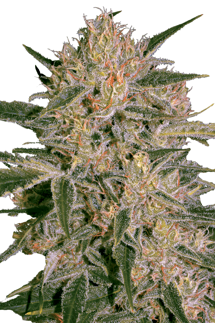 Graines - Paradise Seeds - FEM CBD - Nebula II