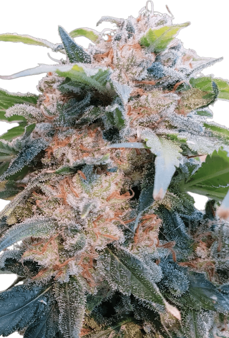 Graines - Paradise Seeds - FEM CBD - CBDream - Pack 50 — Seeds - feminized cbd