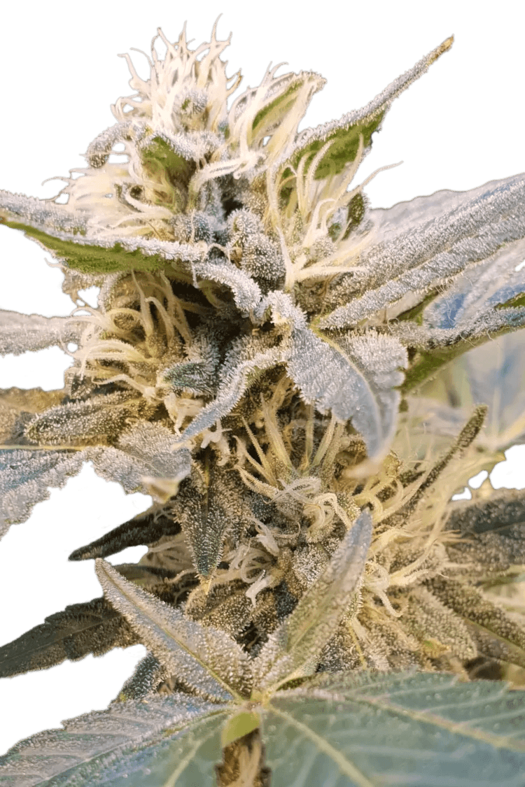Graines - Paradise Seeds - FEM CBD - CBDelight - Pack 3 — Seeds - feminized cbd