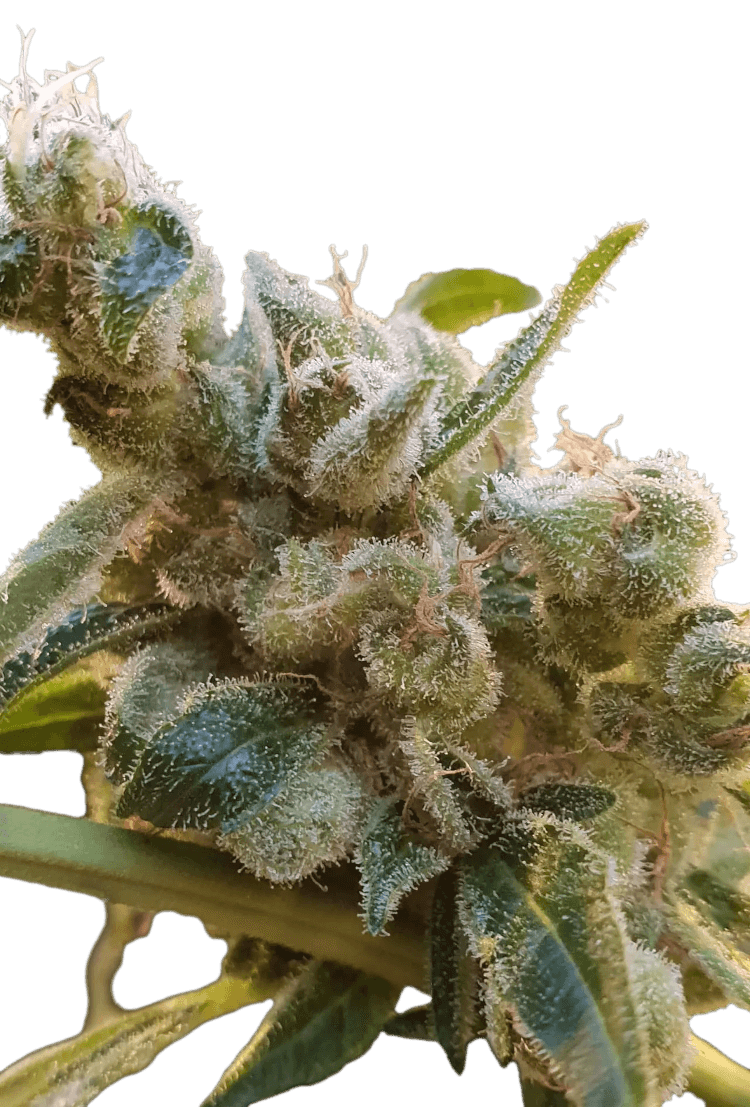 Graines - Paradise Seeds - FEM CBD - CBDrelax - Pack 50 — Seeds - feminized cbd