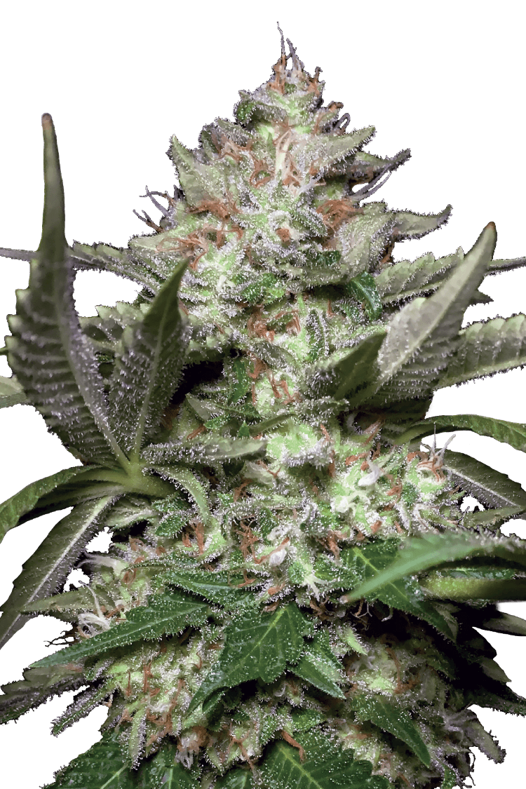 Graines - Paradise Seeds - AUTO - Kong 4 - Pack 50 — Seeds - feminized auto