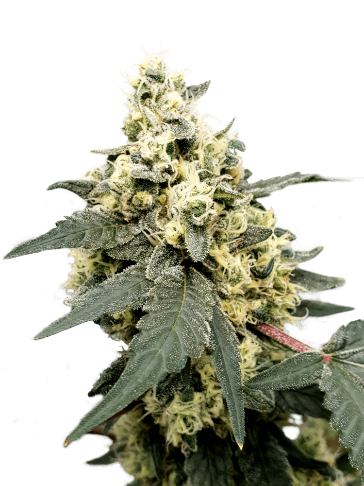 Graines - Paradise Seeds - AUTO - Lemonade - Pack 1 — Seeds - feminized auto