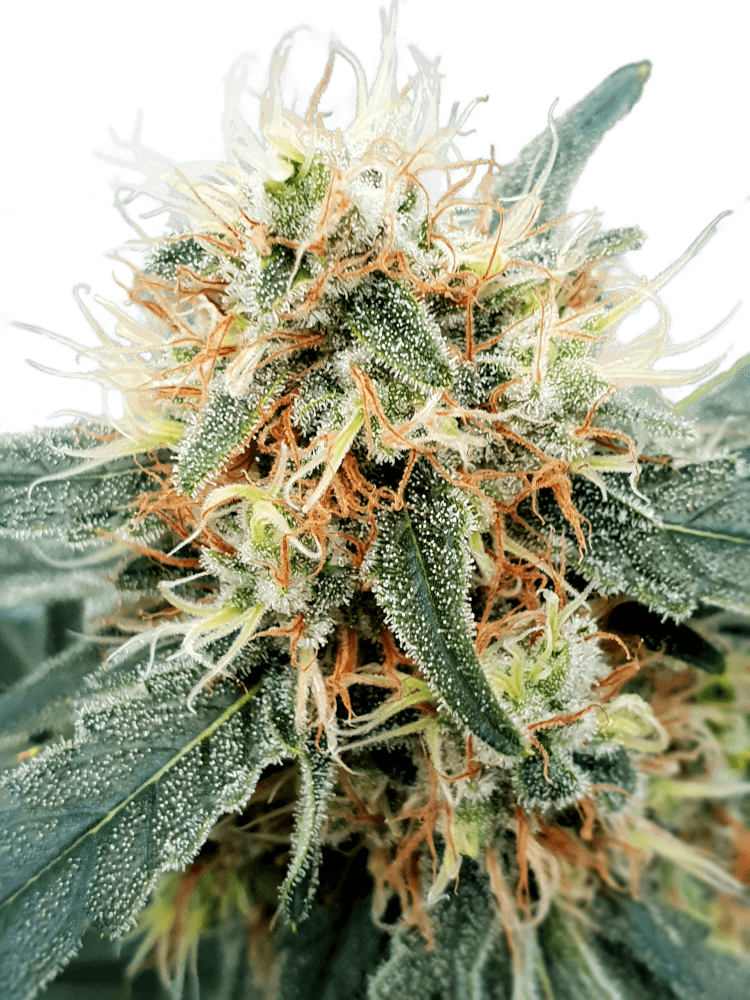Graines - Paradise Seeds - AUTO - Stromboli - Pack 10 — Seeds - feminized auto