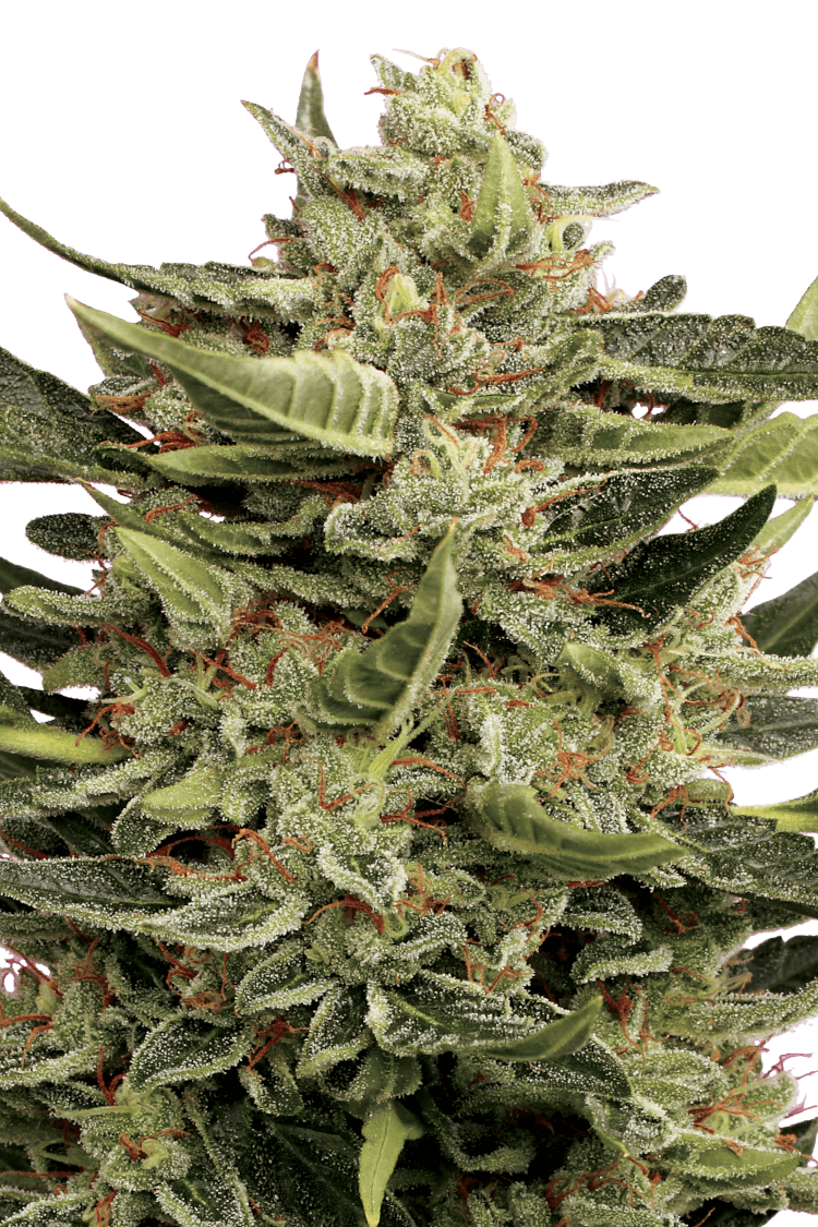 Graines - Paradise Seeds - AUTO - Vertigo - Pack 5 — Seeds - feminized auto