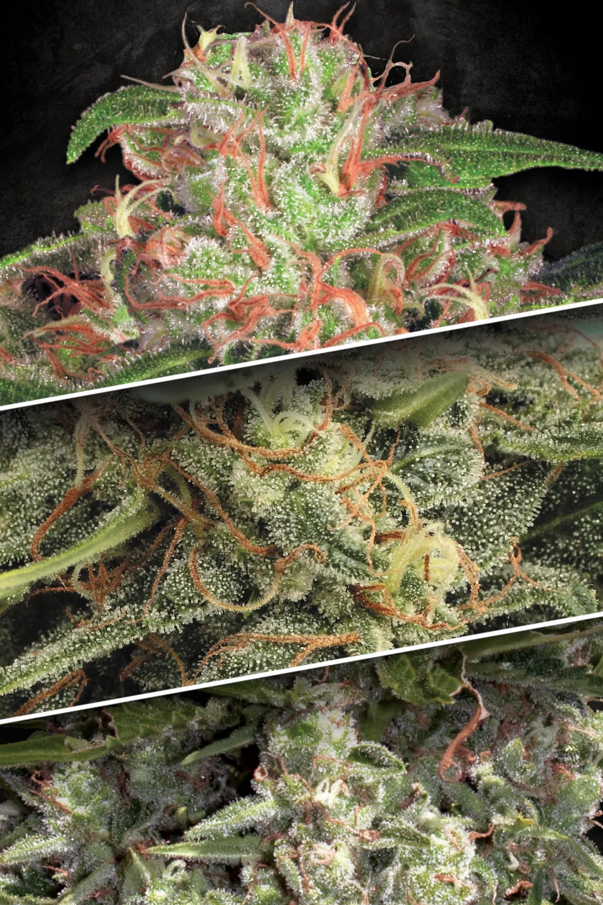 Graines - Paradise Seeds - AUTO - Collection pack #2 - Pack 6 — Seeds - feminized auto