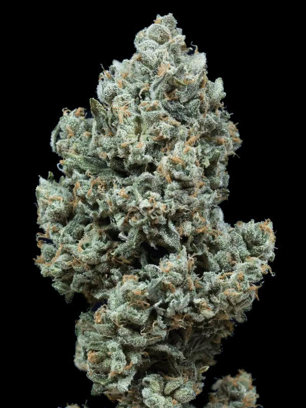 Graines - Silent Seeds - AUTO - Critical+ 2.0 - Pack 25 — Seeds - feminized auto