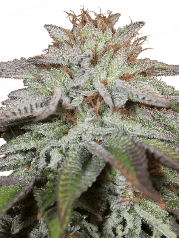 Graines - Silent Seeds - AUTO - L.A. Vanilla Cake - Pack 5 — Seeds - feminized auto