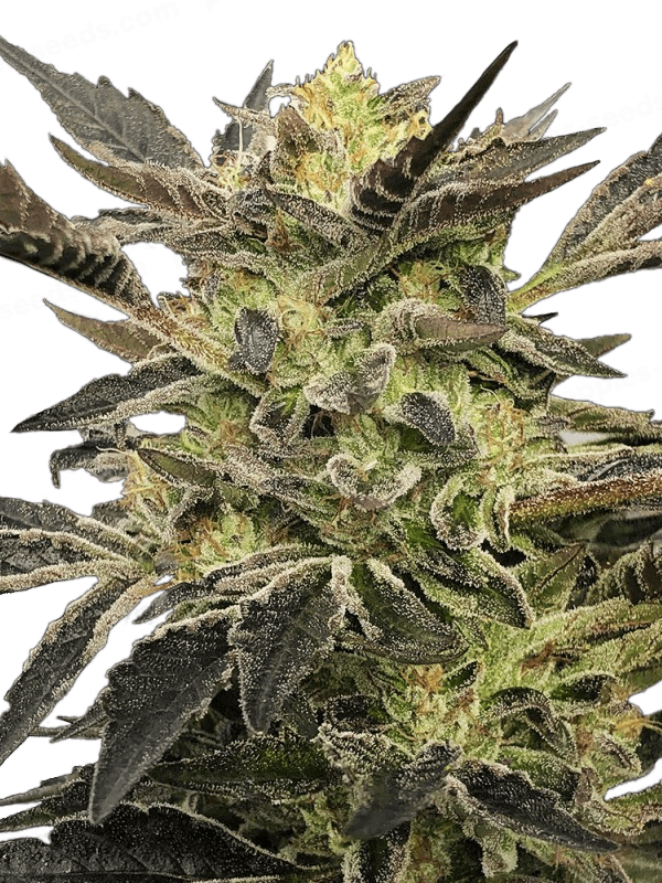 Graines - Silent Seeds - AUTO - Pink Sunset - Pack 5 — Seeds - feminized auto