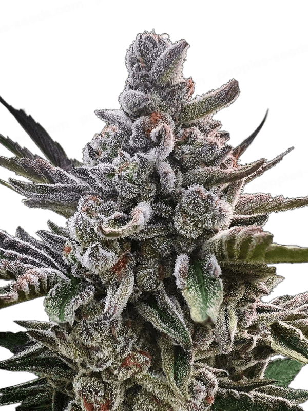 Graines - Silent Seeds - FEM - Acai Jelly - Pack 3 — Seeds - feminized
