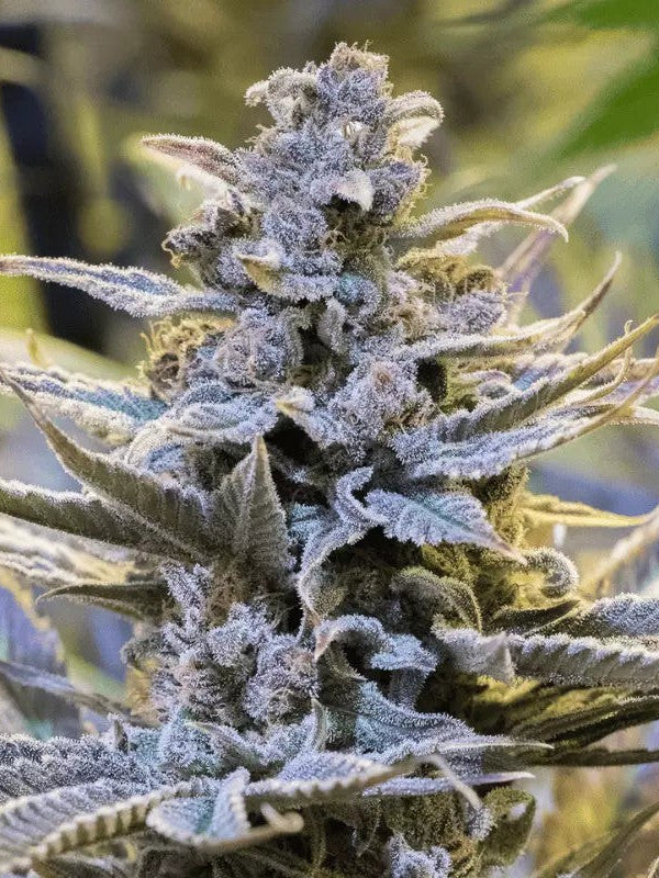 Graines - Silent Seeds - FEM - CookieLato - Pack 3 — Seeds - feminized