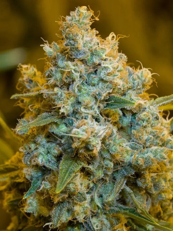 Graines - Silent Seeds - FEM - Critical Jack - Pack 3 — Seeds - feminized