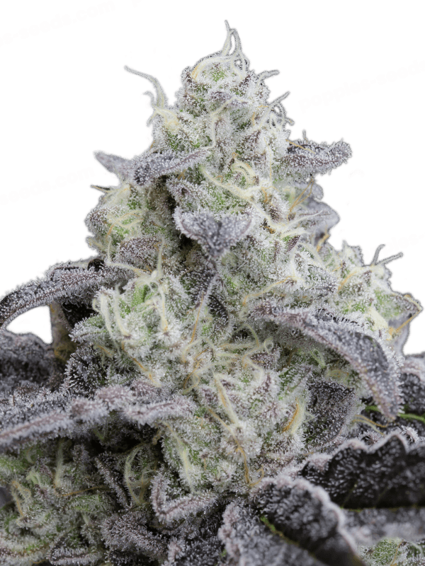 Graines - Silent Seeds - FEM - L.A. Vanilla Cake - Pack 10 — Seeds - feminized