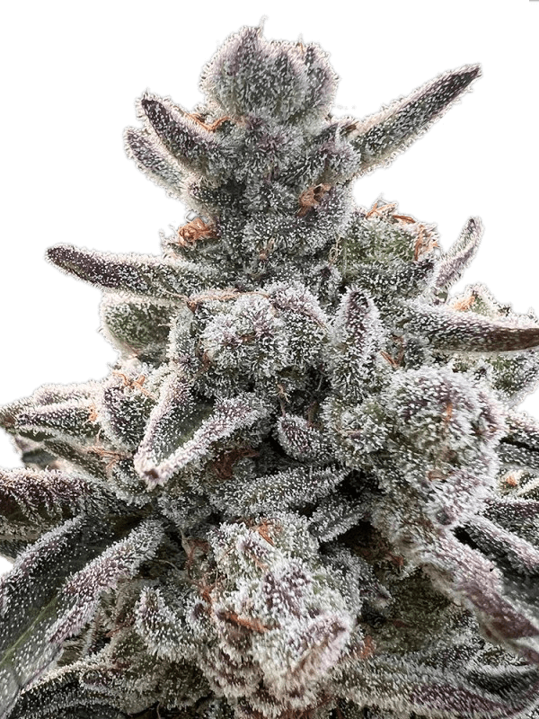 Graines - Silent Seeds - FEM - Polar Gelato - Pack 3 — Seeds - feminized