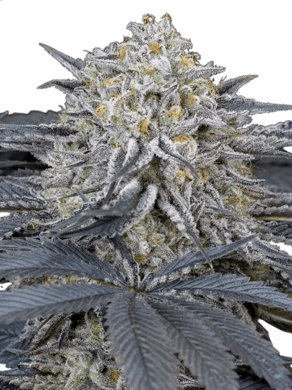 Graines - Silent Seeds - FEM - Watermelon Runtz - Pack 3 — Seeds - feminized