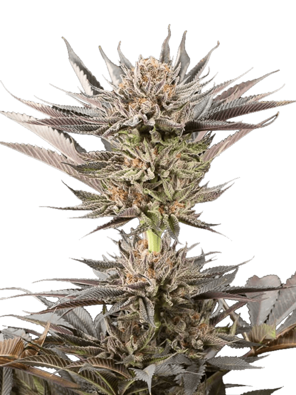 Graines - Silent Seeds - FEM - Lemon Tree 2.0 - Pack 10 — Seeds - feminized
