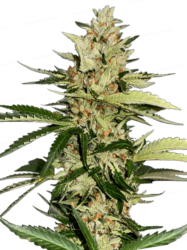 Graines - THSeeds - FEM - Banana Candy Krush - Pack 2 — Seeds - feminized