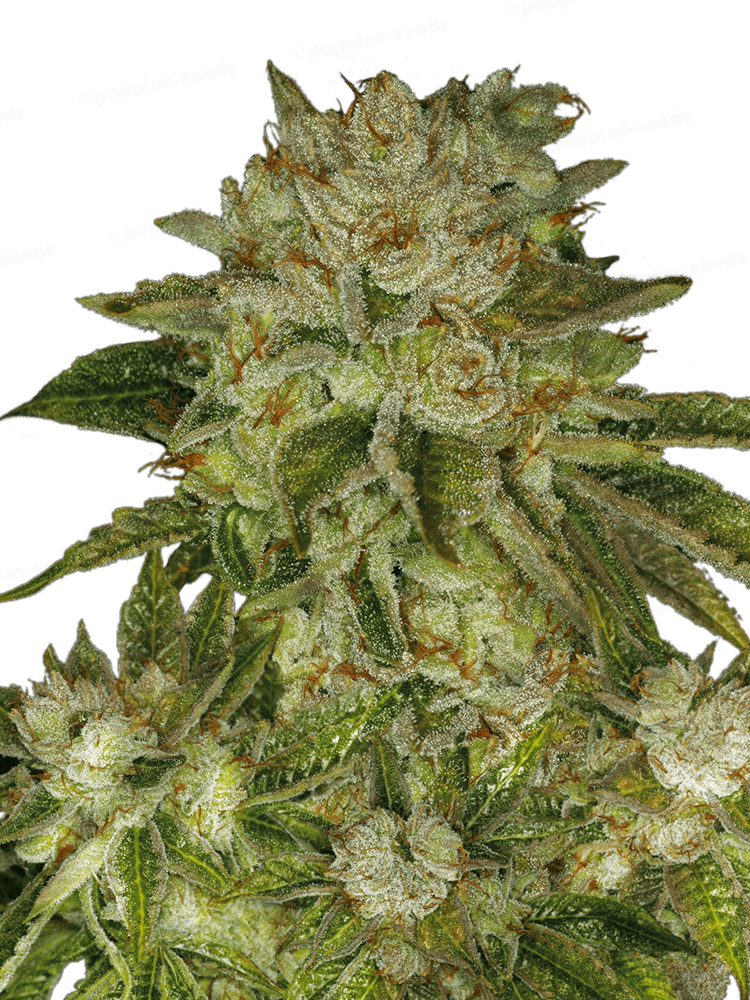 Graines - THSeeds - FEM - MK-Ultra - Pack 6+1 — Seeds - feminized