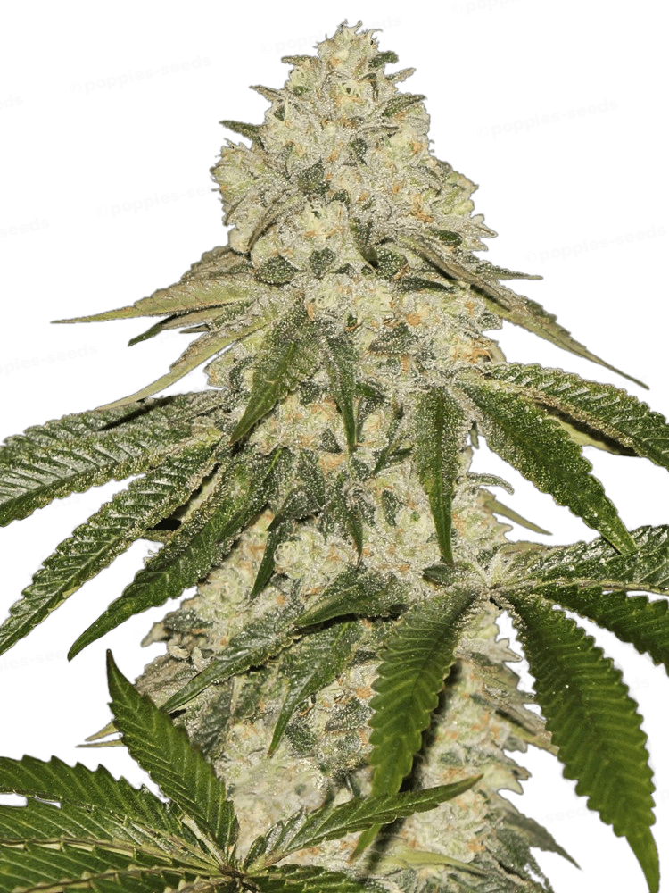 Graines - THSeeds - FEM - Pisthash (Biscotti x Macaron) - Pack 6+1 — Seeds - feminized