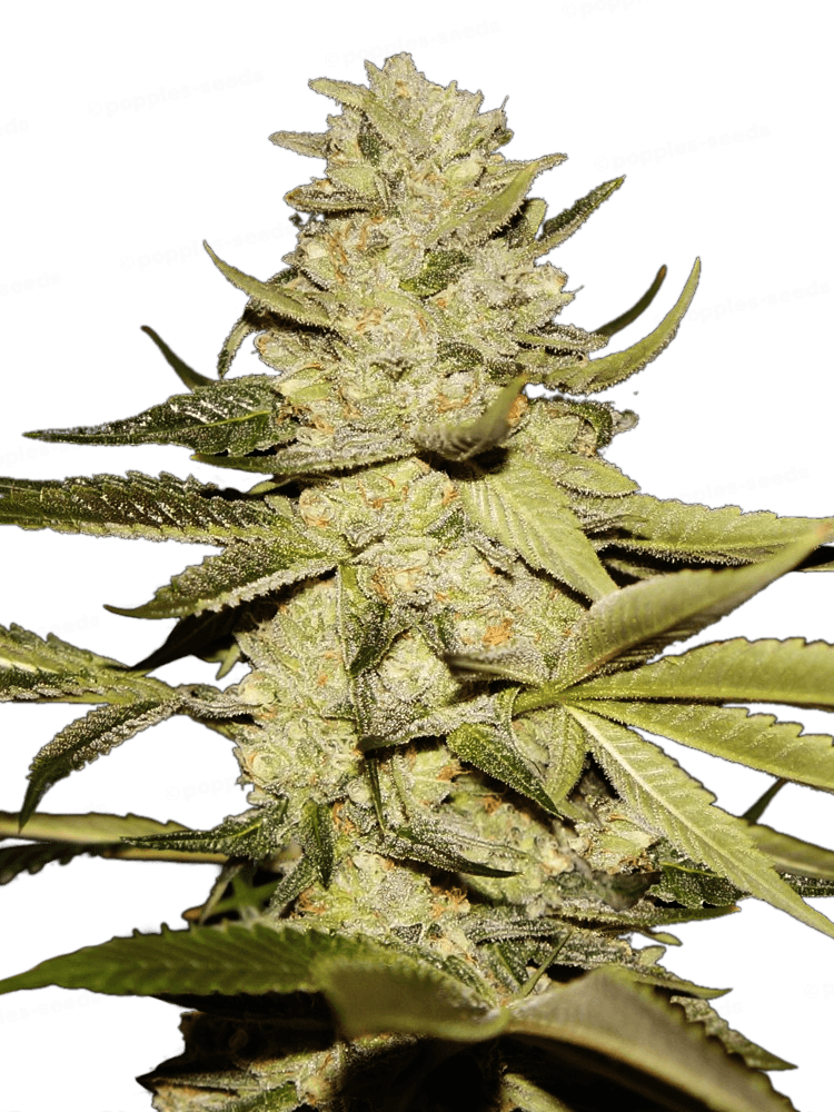 Graines - THSeeds - FEM - Planet Lemon - Pack 7+1 — Seeds - feminized