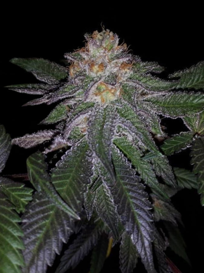 Graines - THSeeds - FEM - Purple Banana Cream - Pack 6+1 — Seeds - feminized
