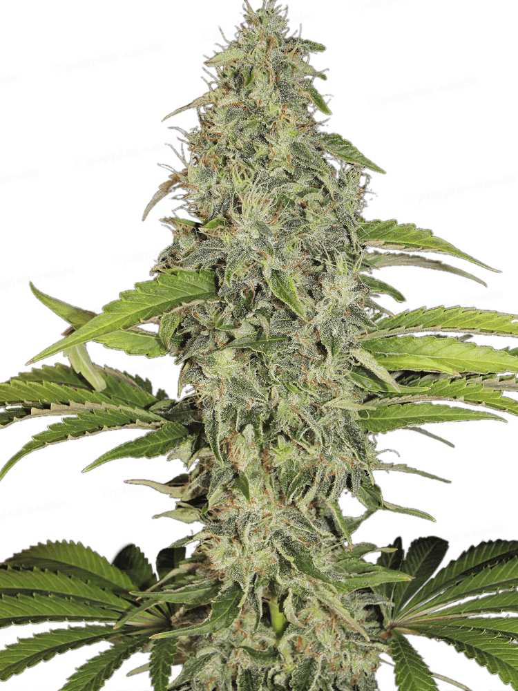 Graines - THSeeds - FEM - SAGE CBD - Pack 2 — Seeds - feminized cbd