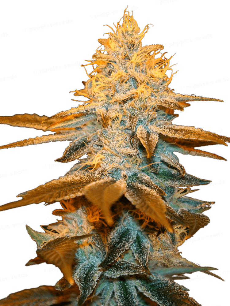 Graines - THSeeds - FEM - Strawberry Glue - Pack 100 — Seeds - feminized