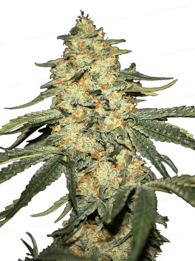 Graines - THSeeds - FEM - WY-KIKI - Pack 6+1 — Seeds - feminized
