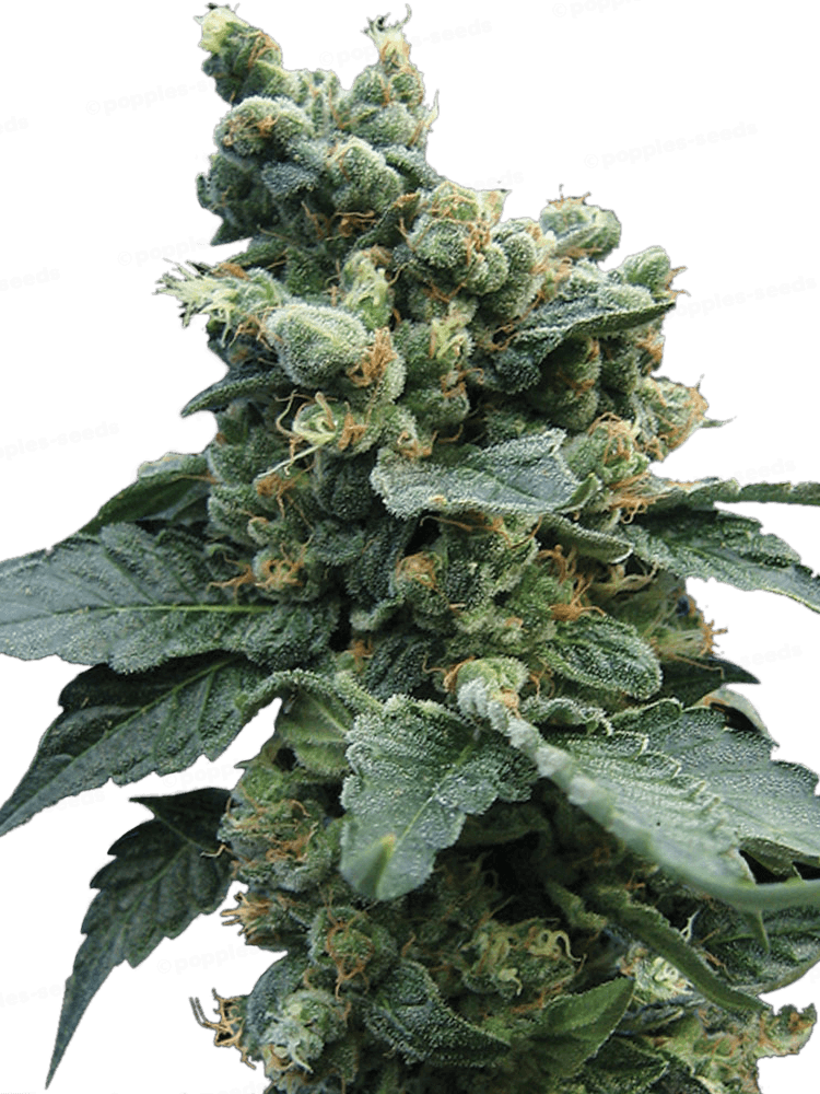 SAGE'n Sour - Pack 10+2