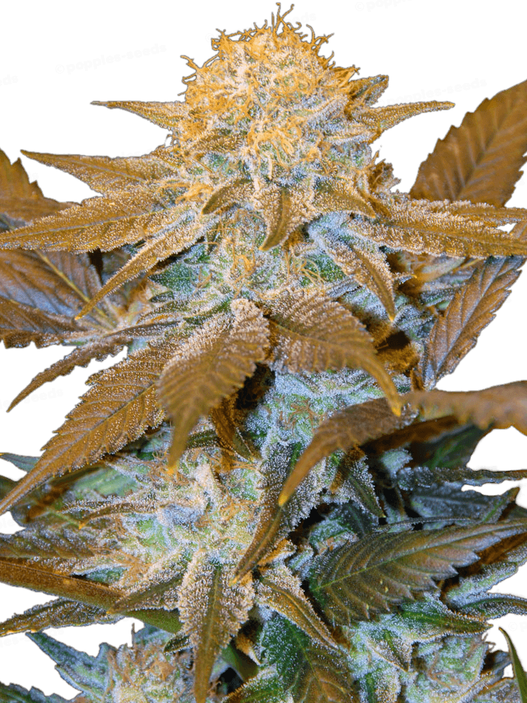 Critical Hog - Pack 10+2